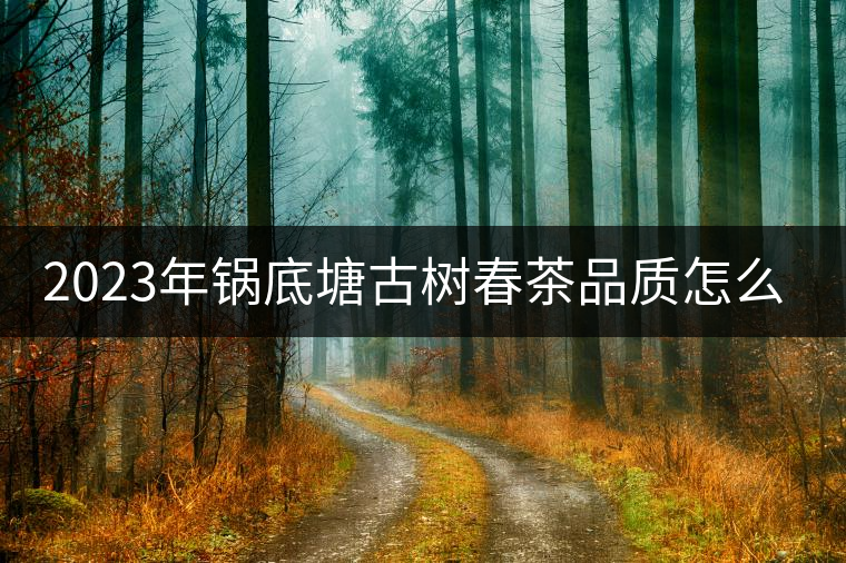 2023年鍋底塘古樹春茶品質(zhì)怎么樣？
