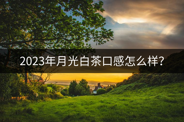 2023年月光白茶口感怎么樣？