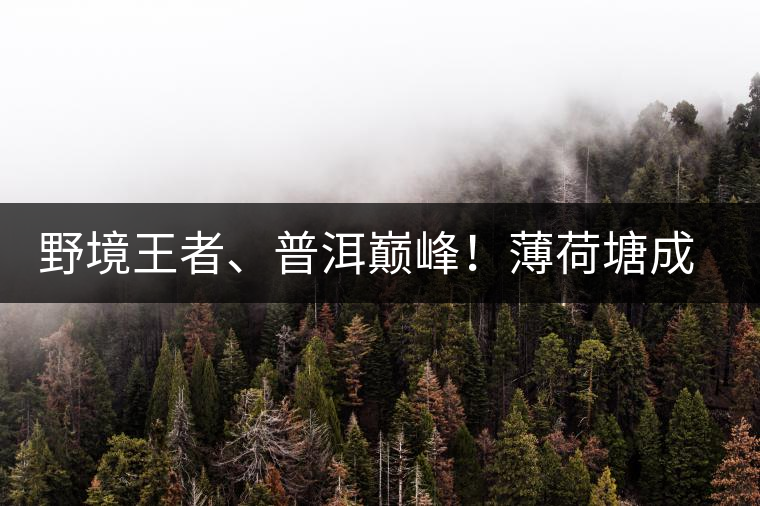 野境王者、普洱巔峰！薄荷塘成為普洱無(wú)冕之王的十大原因