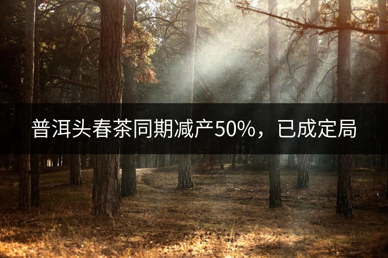 普洱頭春茶同期減產(chǎn)50%，已成定局