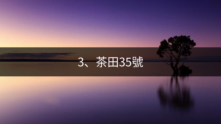 3、茶田35號(hào)