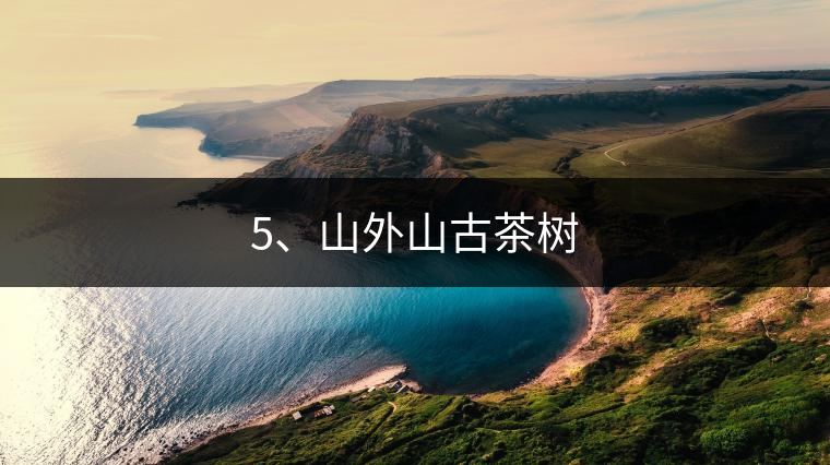 5、山外山古茶樹