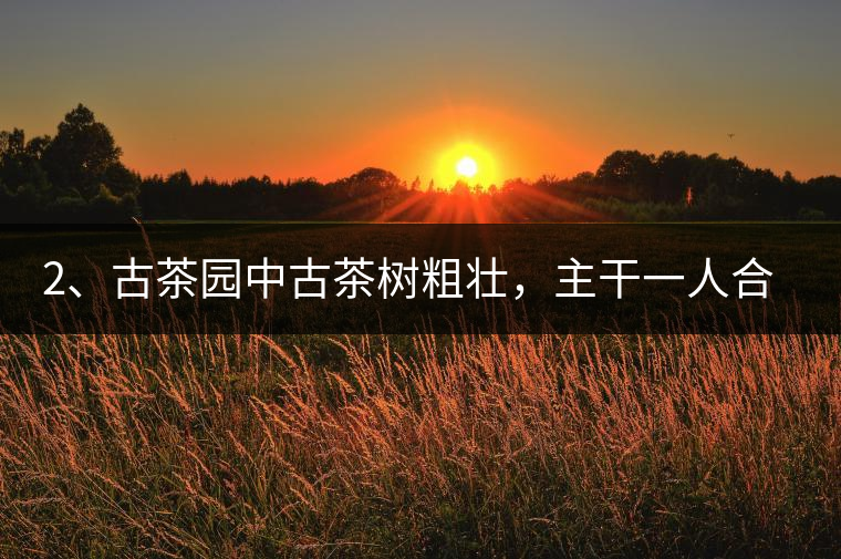 2、古茶園中古茶樹(shù)粗壯，主干一人合圍吃力，枝杈壯碩