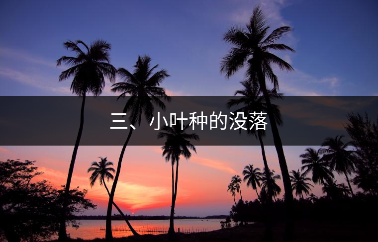 三、小葉種的沒落