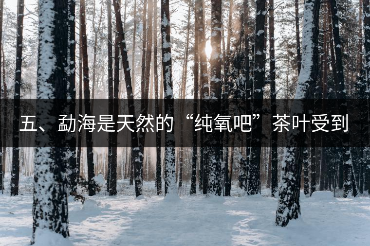 五、勐海是天然的“純氧吧”茶葉受到很好的潤澤