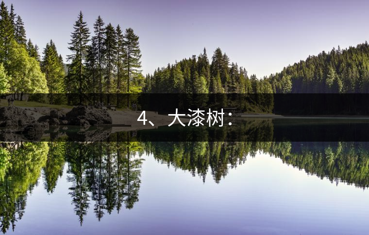 4、大漆樹(shù)：