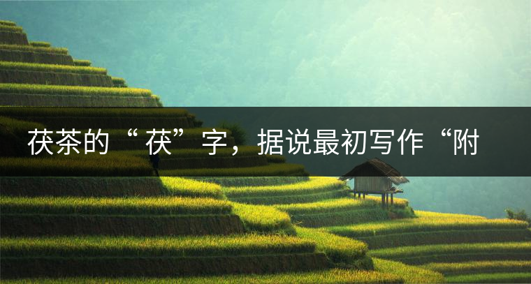 茯茶的“ 茯”字，據(jù)說最初寫作“附”，意思就是非“正”品，次等貨。茯磚茶選料多用質地很老的茶葉，加上茶梗與枝葉拼配。陳化后，性溫，有著獨特的營養(yǎng)價值，更有助于幫助消化去膩。有些時候，茶傳播也有尷尬的時候，今天中原大地流行喝陳茶的時候，這個地方卻開始喝新茶。喝也喝出問題來，磚茶不適合品新，因為老枝葉含氟高的緣故，許多牧民甚至氟中毒，國家正在著手解決這一問題。但從根本上來說，還是需要消費者回到自己的傳統(tǒng)，把茶葉的儲藏習慣繼續(xù)保留。