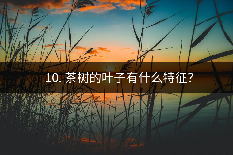 ? 10. 茶樹的葉子有什么特征？