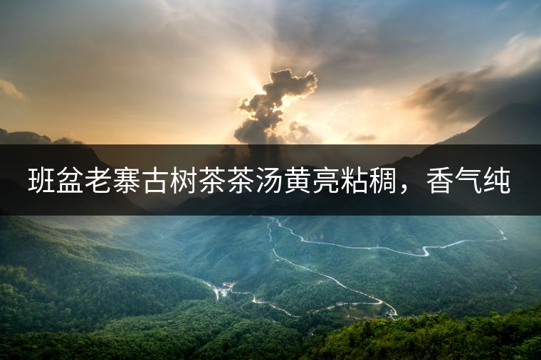 班盆老寨古樹茶茶湯黃亮粘稠，香氣純高，滋味清甜柔順，略苦澀，苦澀不會持久1-2秒后轉(zhuǎn)為甘甜，喉嚨清爽無燥感，舌面回甘，生津持久，外形條索油亮，肥大顯毫、葉脈清晰、葉質(zhì)軟。茶氣強(qiáng)勁、韻味回繞時(shí)間極長，滋味釅醇，茶氣凜冽，回甘生津較猛，喉韻較深。幾杯下肚有較為明顯的體感表現(xiàn)（背脊、額頭發(fā)汗），沒有其他雜味。