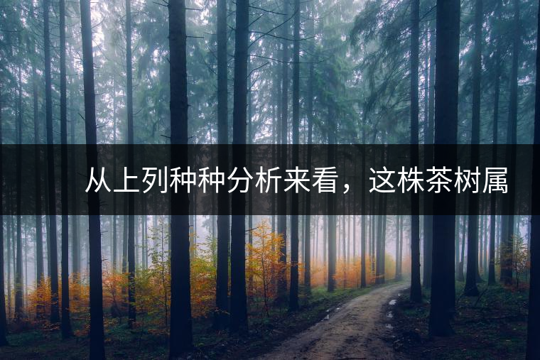 　　從上列種種分析來看，這株茶樹屬野生類型應(yīng)無疑問。