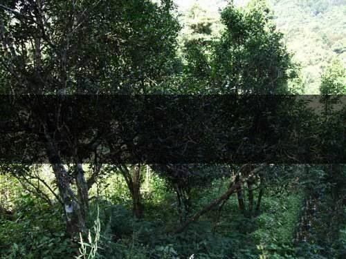 云南省昆明市茶業(yè)簡述(四) 云南省昆明市茶業(yè)簡述(四)