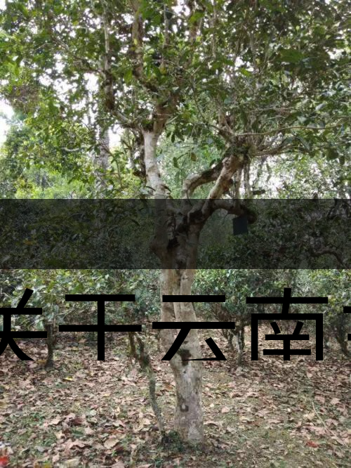 有關(guān)于云南主要茶產(chǎn)區(qū)（臨滄市）的介紹！