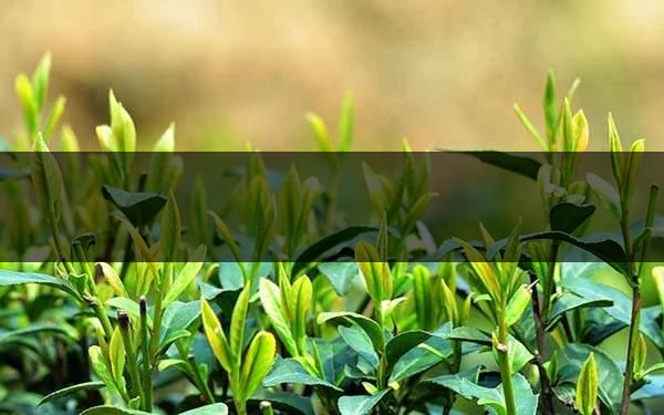 不同的身體癥狀分別該喝什么茶？