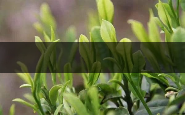 什么是雨前茶？雨前茶有何特點(diǎn)？