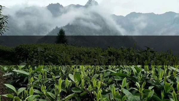 茶葉的甜爽和甘爽各是什么感覺？