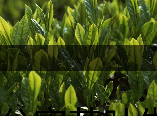 無公害茶葉生產(chǎn)規(guī)范的條件有哪些？（上篇）