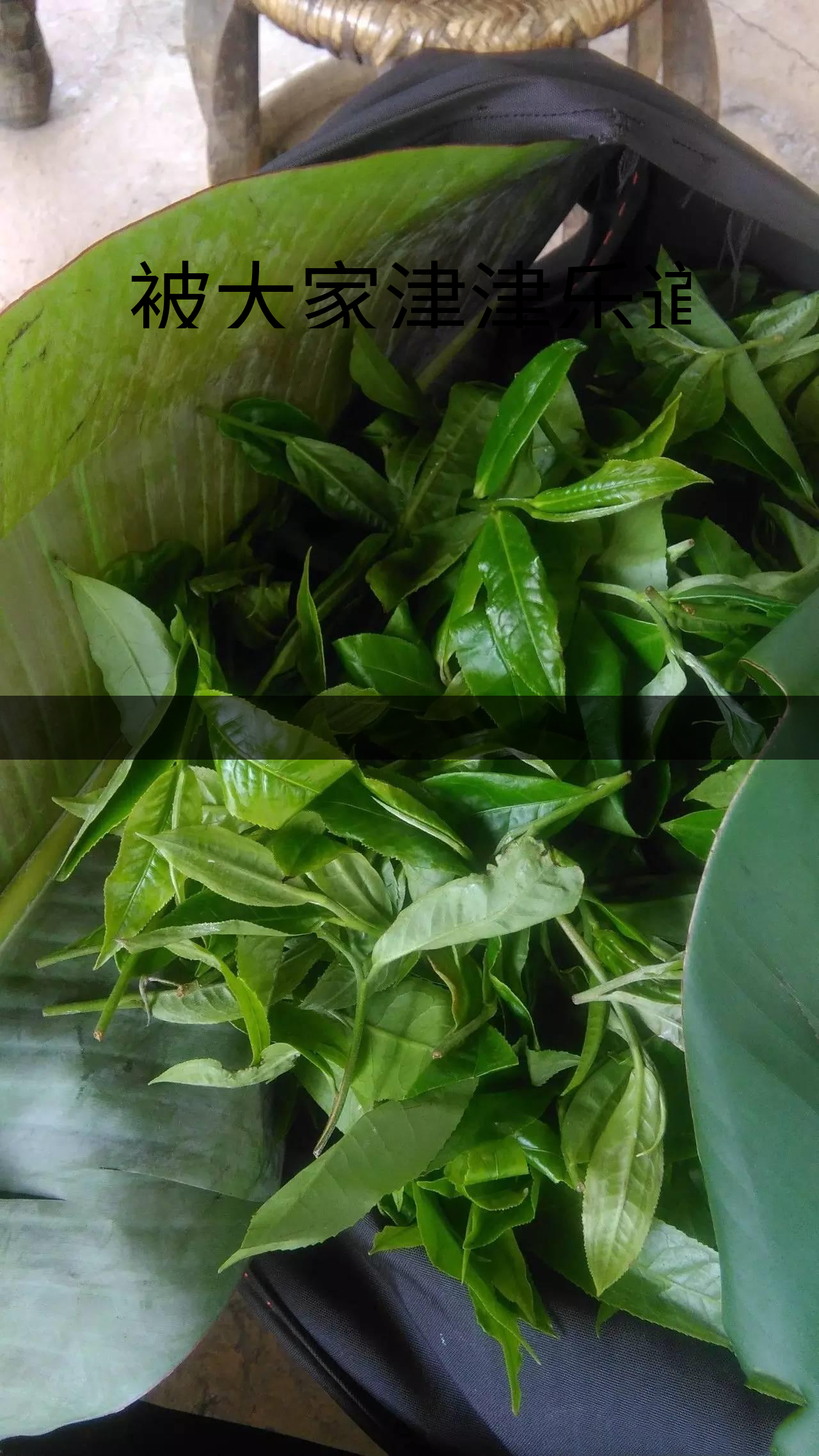 被大家津津樂(lè)道的森林茶，你知道是什么？-1-1