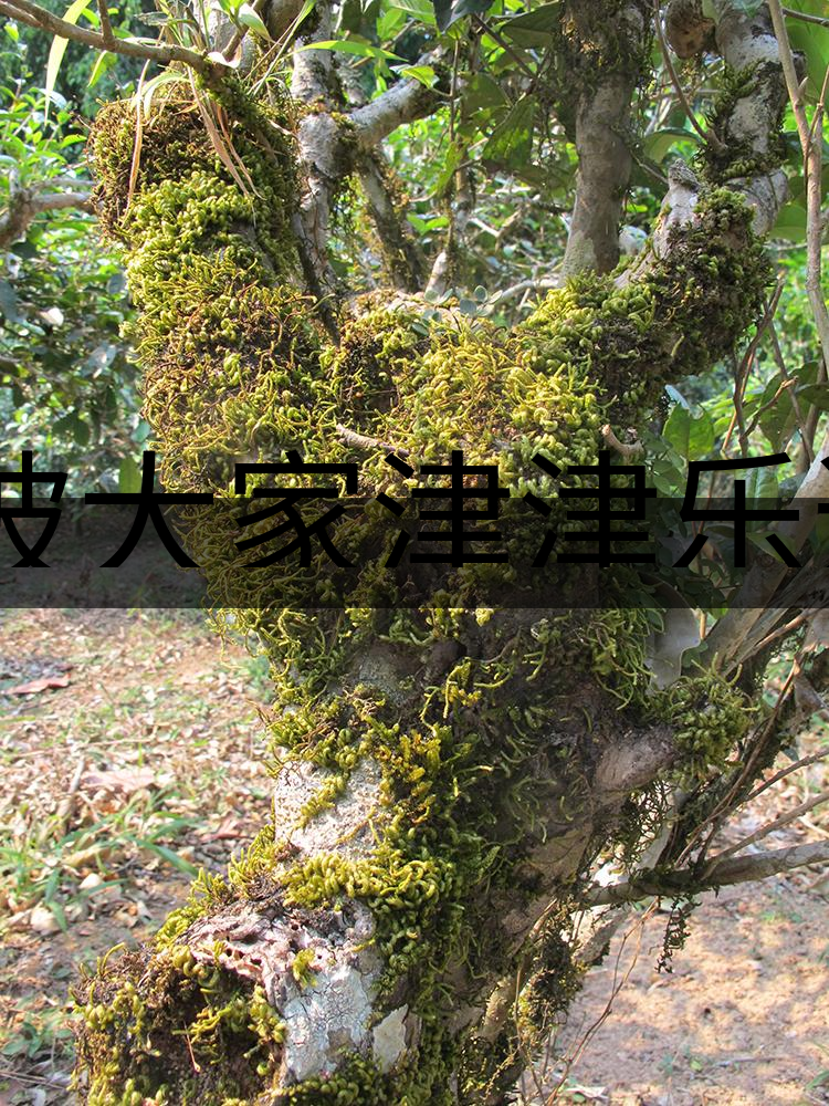 被大家津津樂(lè)道的森林茶，你知道是什么？-3-1