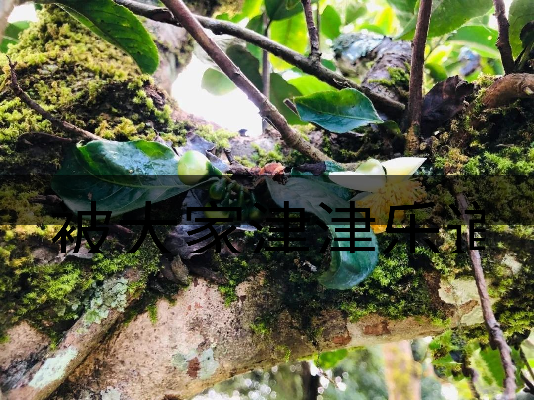 被大家津津樂(lè)道的森林茶，你知道是什么？-4-1