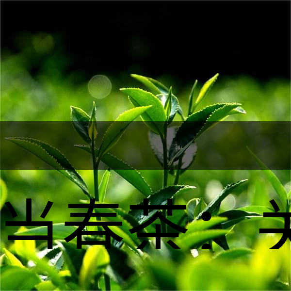 正當春茶：關于這些茶知識你知道嗎？-1