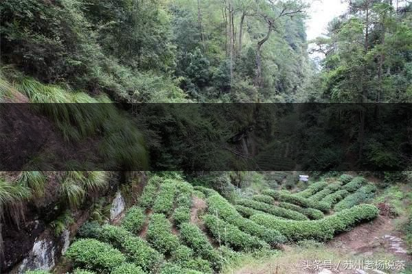 老楊說茶：武夷尋茶之三：巖茶巖韻形成的四-5-1