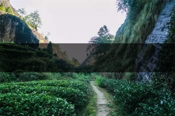 喝武夷山巖茶的香，什么是工藝香？-4