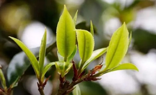 一杯刮風(fēng)寨，邂逅山野之韻