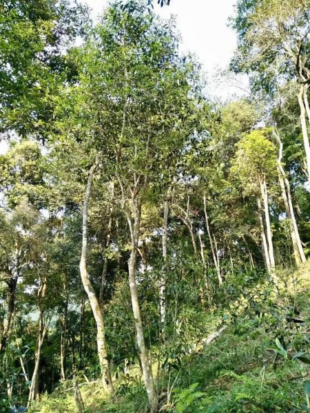 你喝不出來的“高桿古樹”或許就是一個(gè)偽概念、偽命題