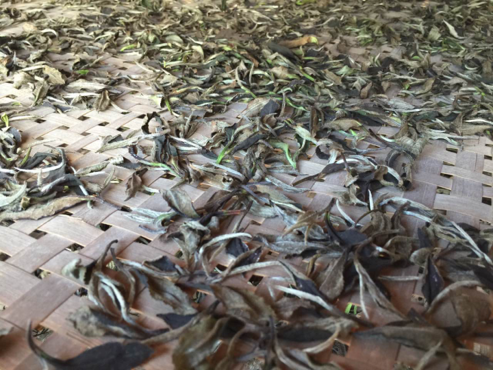 2020年普洱春茶的故事你想好了嗎？