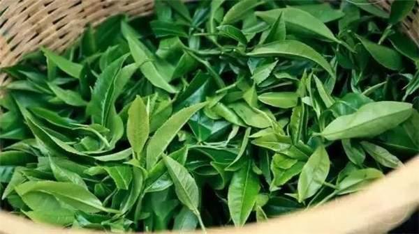 2021年曼秀古樹茶，易武的超級黑馬