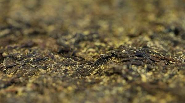 你手中的茯茶金花有可能是假金花？