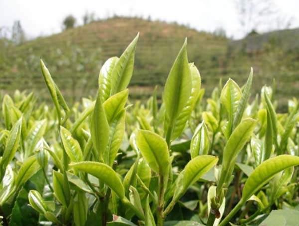 春茶到底好在哪里？