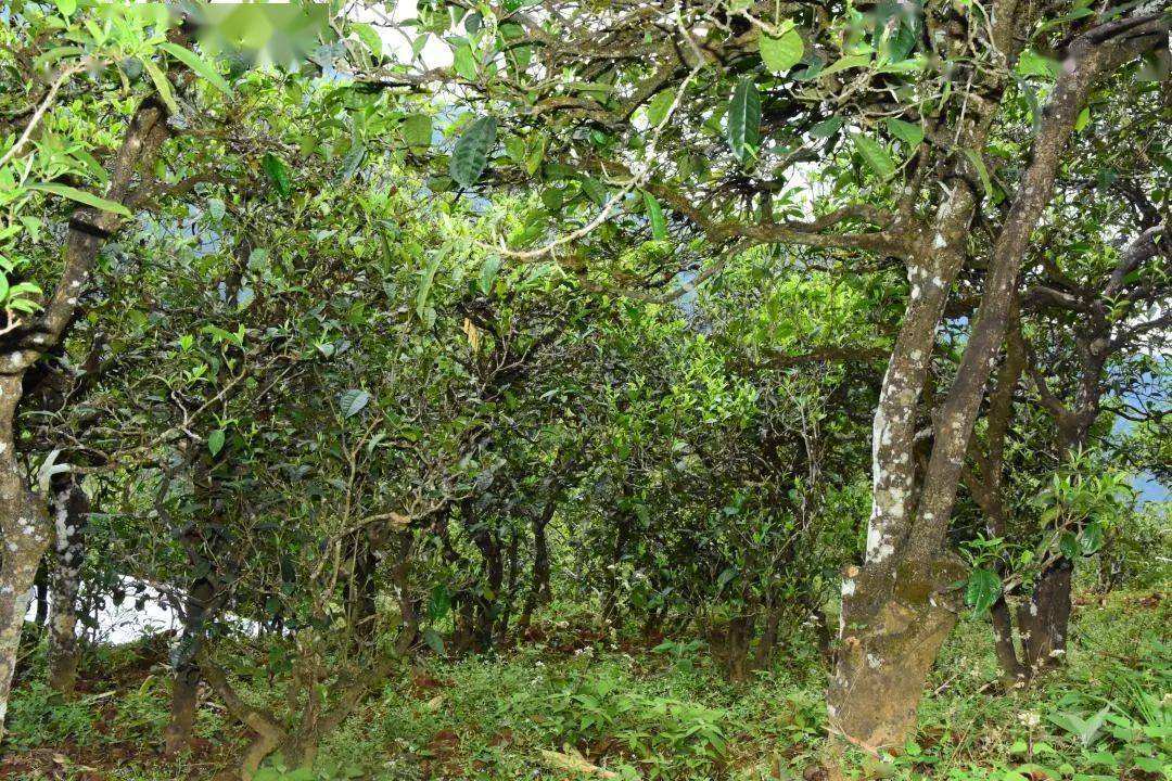 2021年磨烈古樹秋茶會(huì)是趕超冰島的存在嗎？