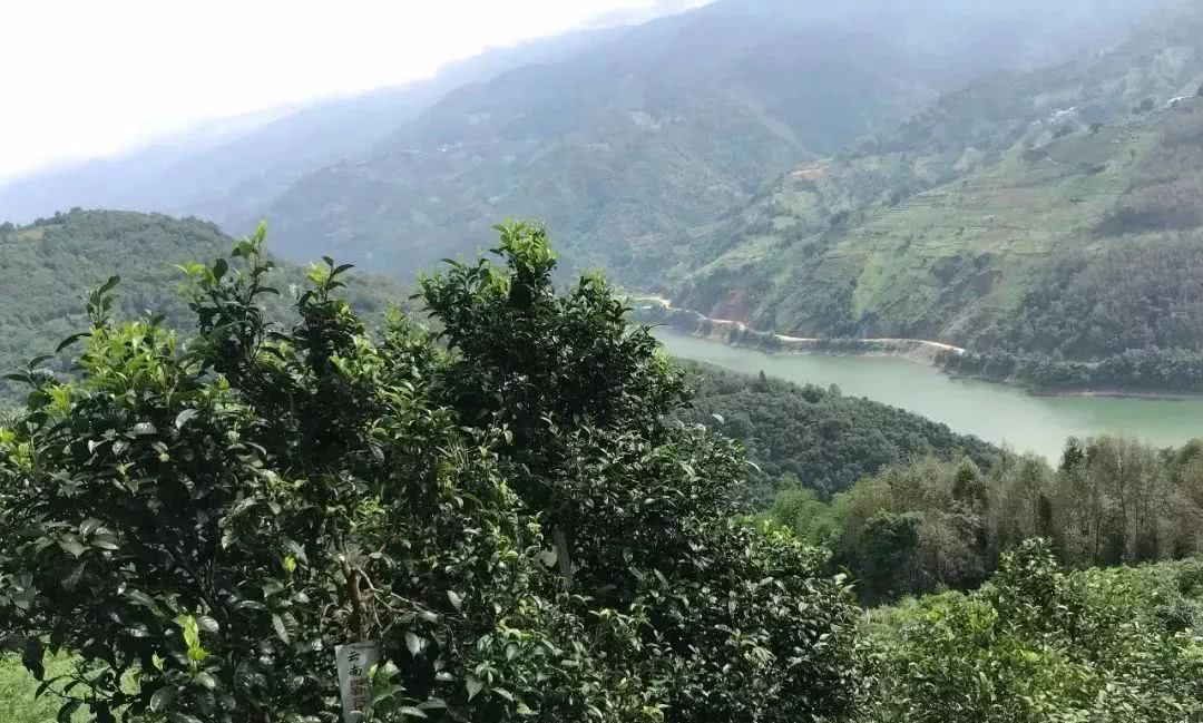 2021年單論茶氣，冰島也不如它-磨烈古樹秋