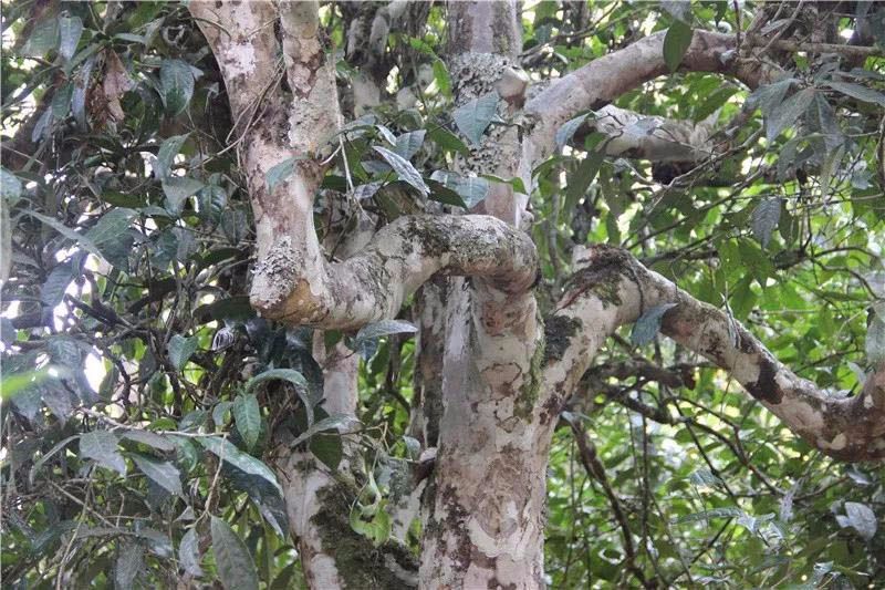 2021小戶賽古樹秋茶與冰島茶哪里不一樣？