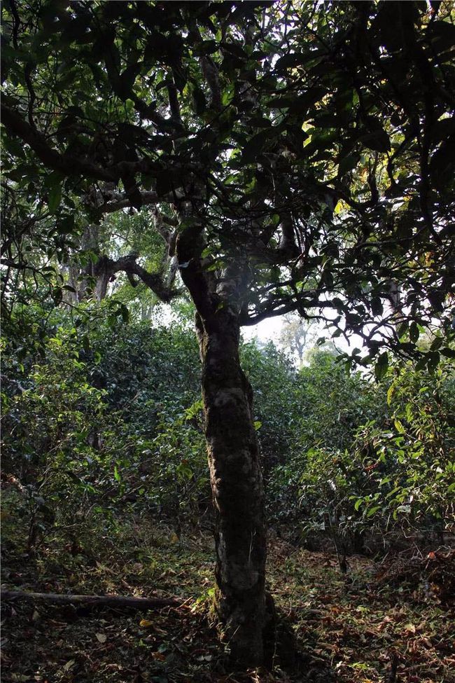 2021年大戶賽古樹秋茶特點(diǎn)？