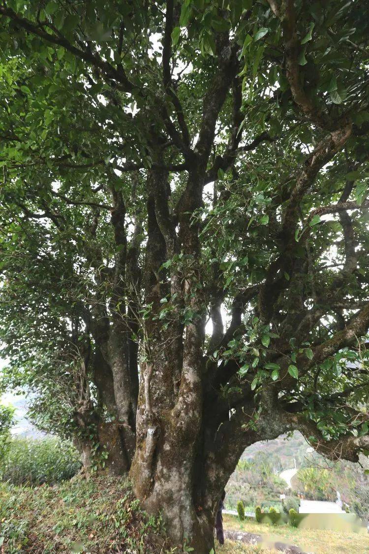 2021臨滄大戶賽秋茶因何被稱為潛力股？