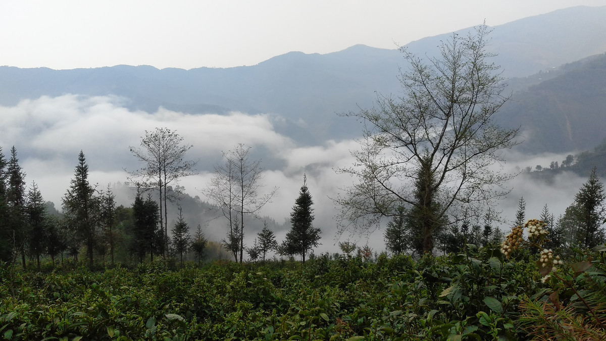 2021年大雪山古樹秋茶價格是多少？