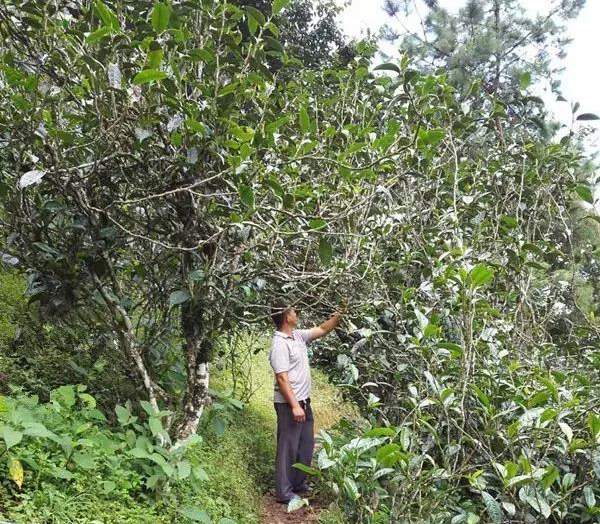 2021壩糯古樹秋茶藤條茶！不是樹種，而是這樣形成的！