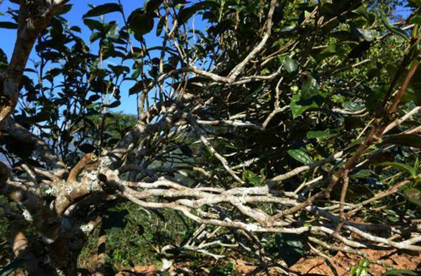 2021年正氣塘古樹秋茶花蜜香氣盈盈，冰糖甜韻深邃！