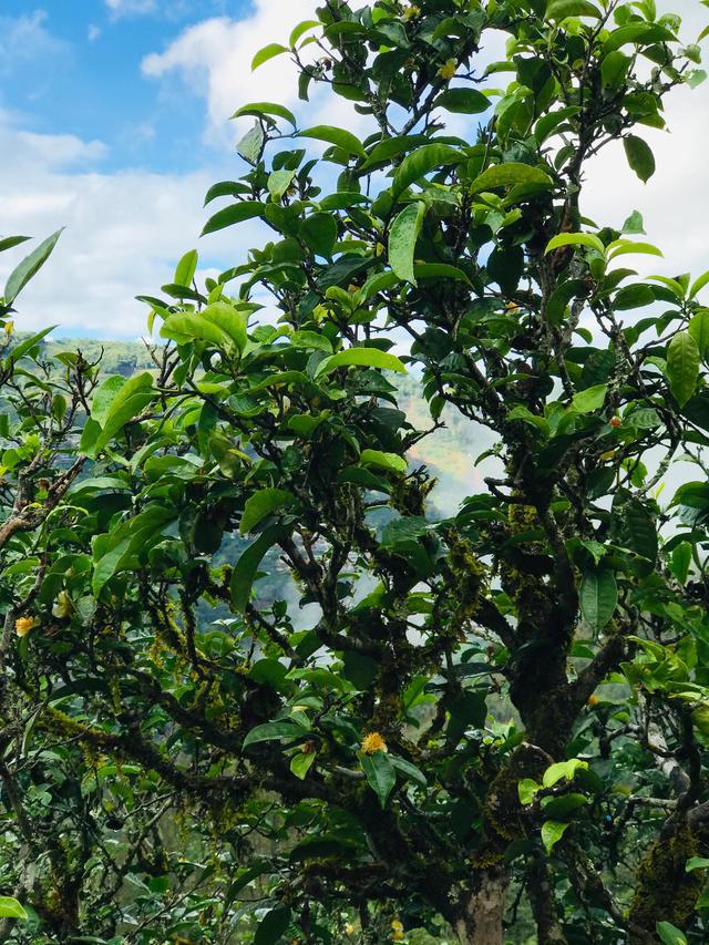 2021年冰島南迫古樹秋茶茶園詳解！