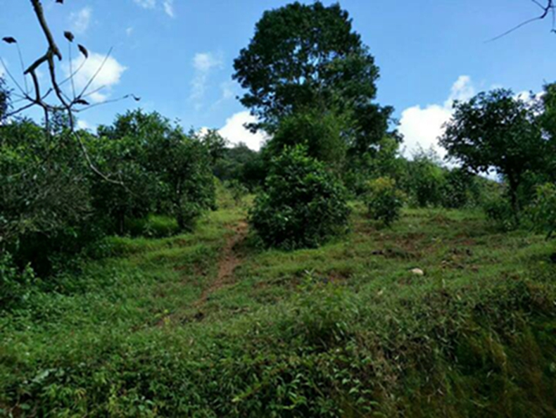 2021年冰島南迫古樹(shù)秋茶特點(diǎn)？