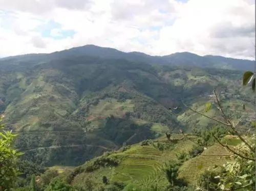 2021年冰島南迫古樹秋茶價格是多少？