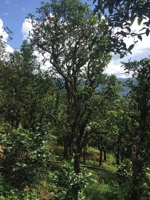 2021年冰島地界古樹秋茶特點？