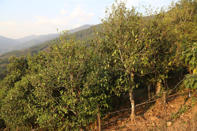 2021冰島壩歪古樹秋茶口感最接近冰島老寨！