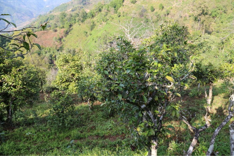 2021年冰島壩歪古樹秋茶，飲盡蘭花香，舒心又暢懷