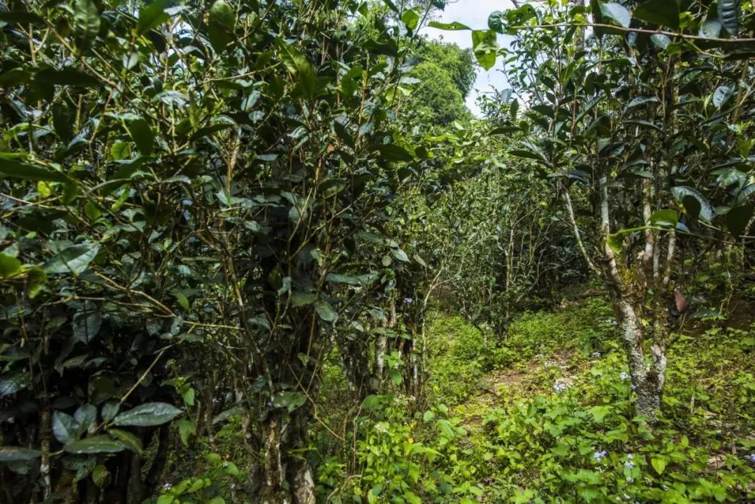 2021年冰島糯伍古樹秋茶口感是什么？