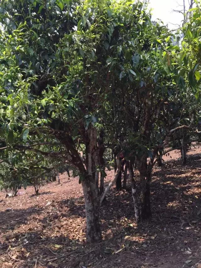 2021年冰島糯伍古樹秋茶特點？