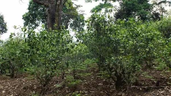 2021年冰島糯伍古樹秋茶多少錢一公斤？