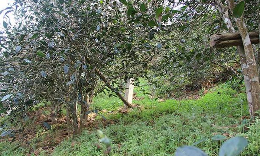 2021年昔歸古樹秋茶口感是什么？